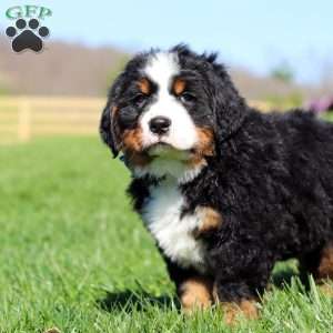 Crooked Jim, Bernese Mountain Dog Puppy